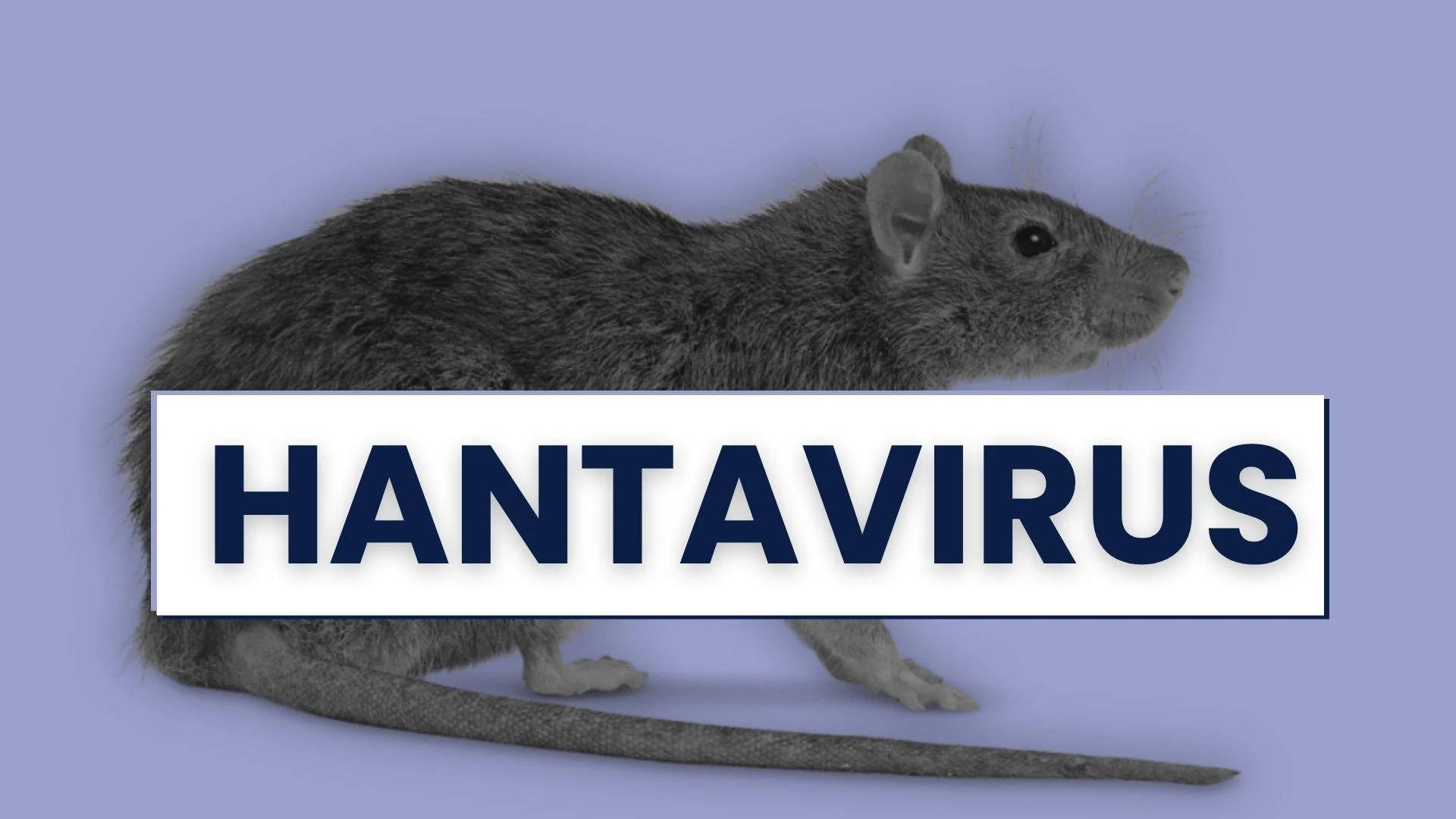 Hantavirus y el crucero MV Hondius: Lo que se sabe hasta ahora